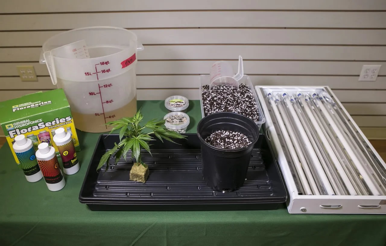 Tainted: Can California Solve Pot’s Pesticide Problem?