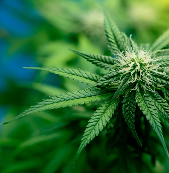 Growing cannabis banner background. Close up Marijuana green leaves with white yellow and brown stigmas trichomes indoor cultivation. Indoor greenhouse.